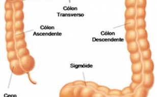 Saiba mais sobre câncer Colorretal / Intestino Grosso